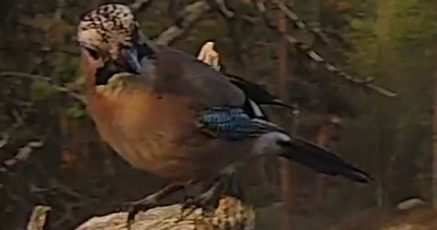 Best image of Eurasian jay
