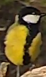 Best image of Great tit