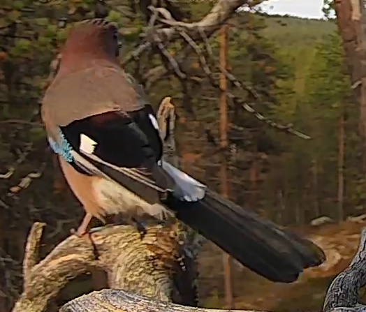 Best image of Eurasian jay