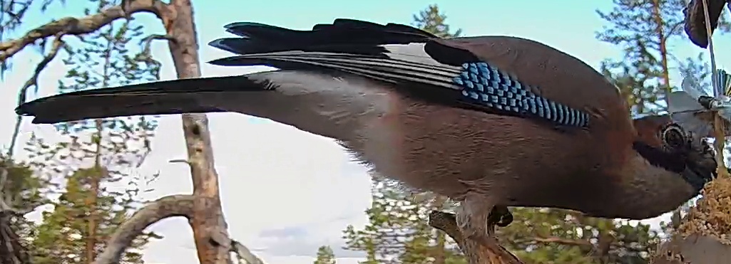 Best image of Eurasian jay