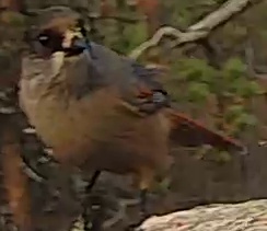 Best image of Western Orphean warbler