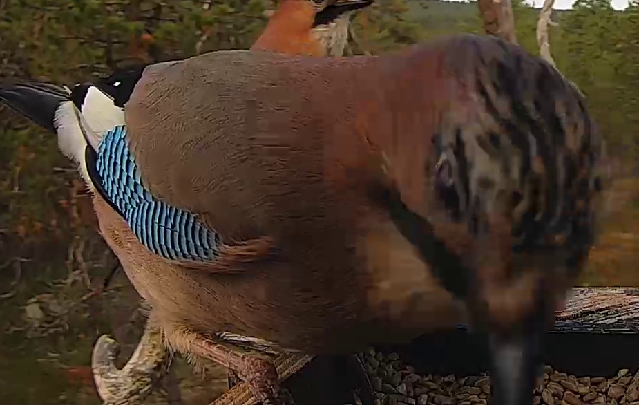 Best image of Eurasian jay
