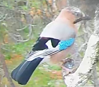 Best image of Eurasian jay