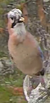 Best image of Eurasian jay