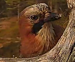 Best image of Eurasian jay