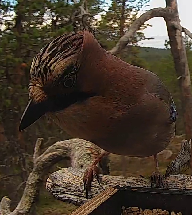 Best image of Eurasian jay