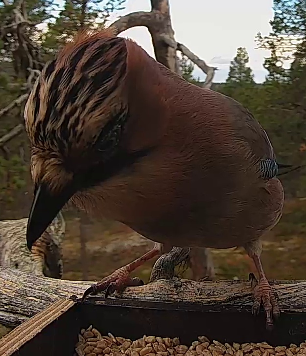 Best image of Eurasian jay