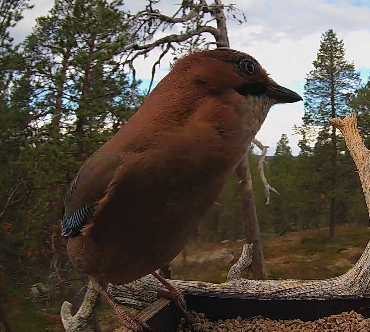 Best image of Eurasian jay
