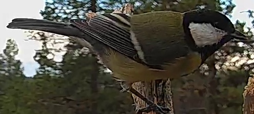 Best image of Great tit