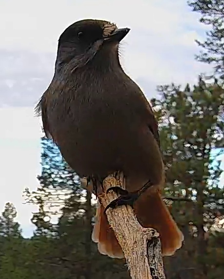 Best image of Siberian jay