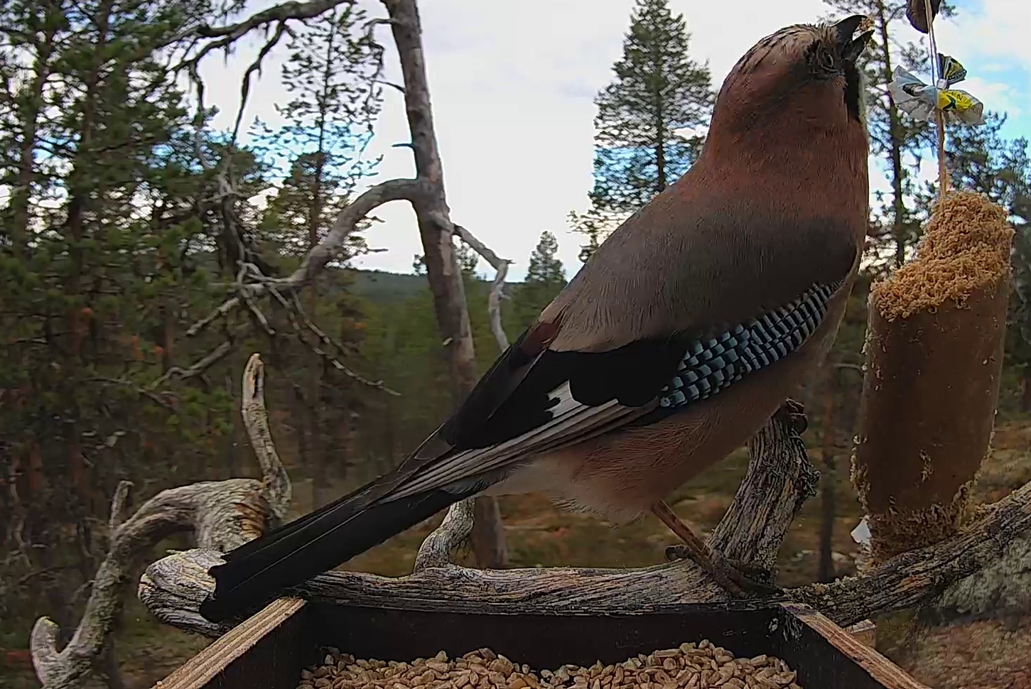 Best image of Eurasian jay
