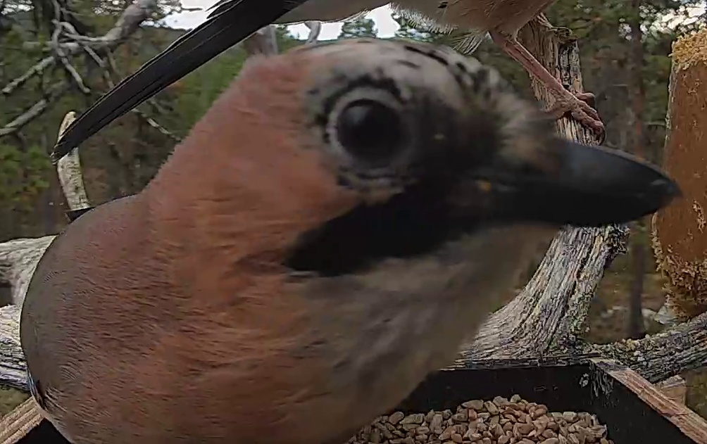 Best image of Eurasian jay