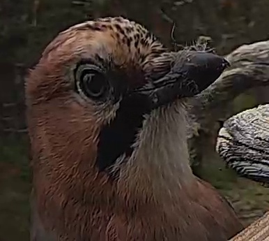 Best image of Eurasian jay