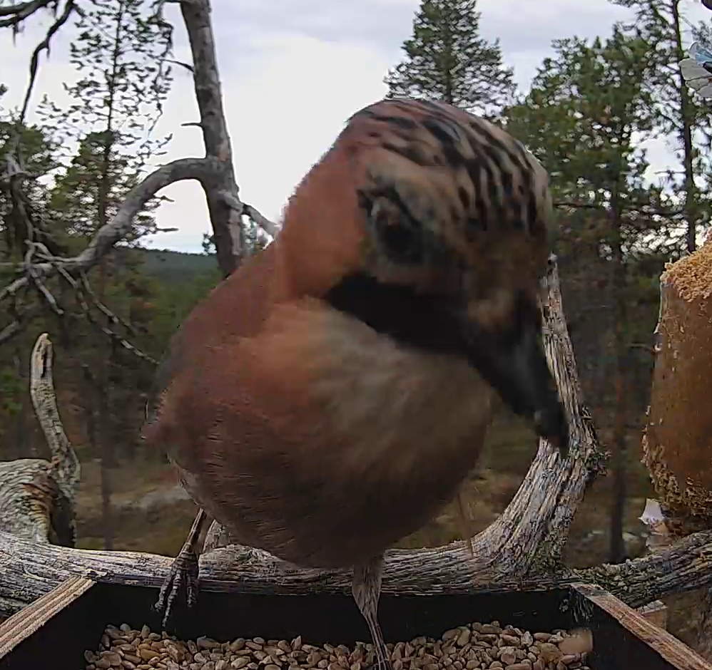 Best image of Eurasian jay