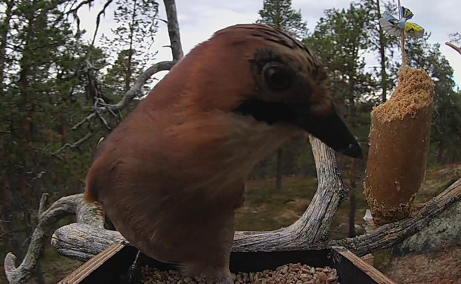 Best image of Eurasian jay