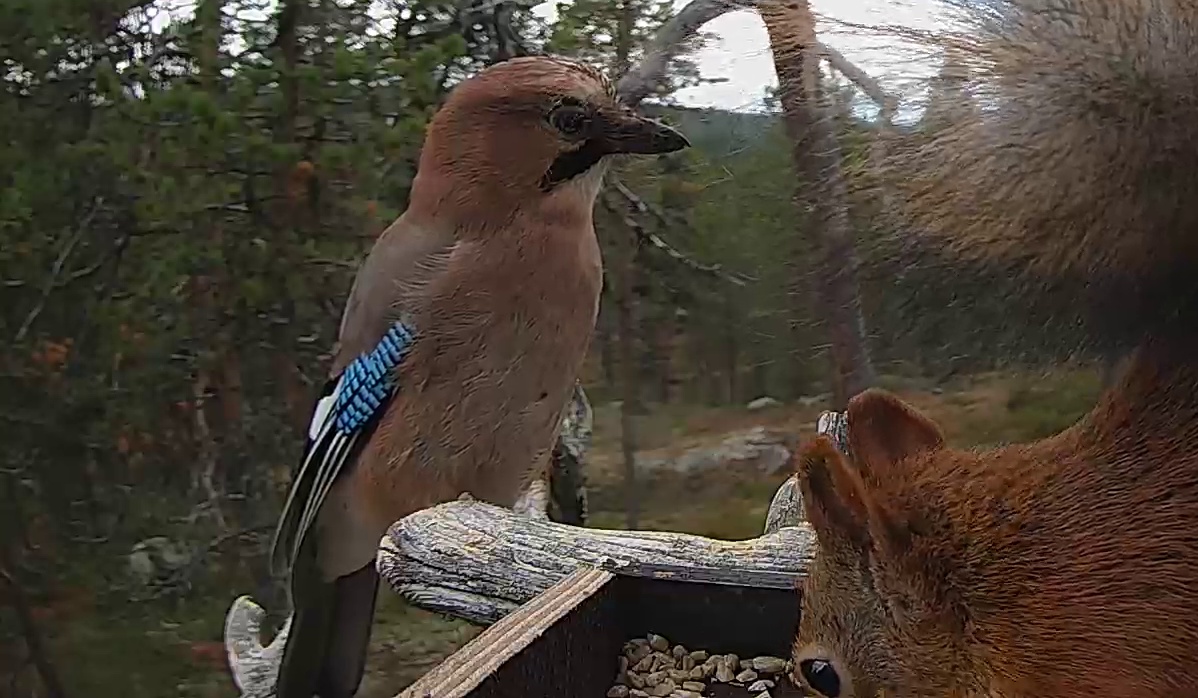 Best image of Eurasian jay