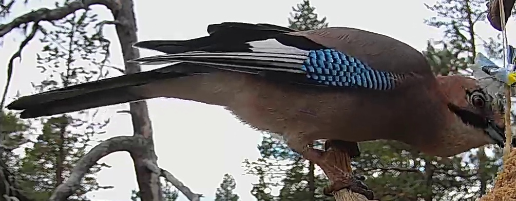 Best image of Eurasian jay