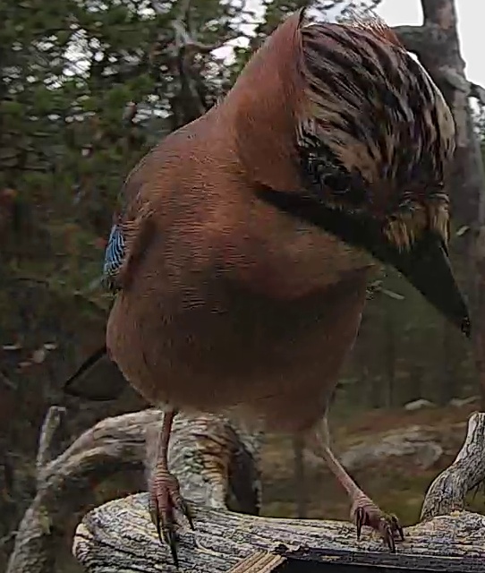 Best image of Eurasian jay