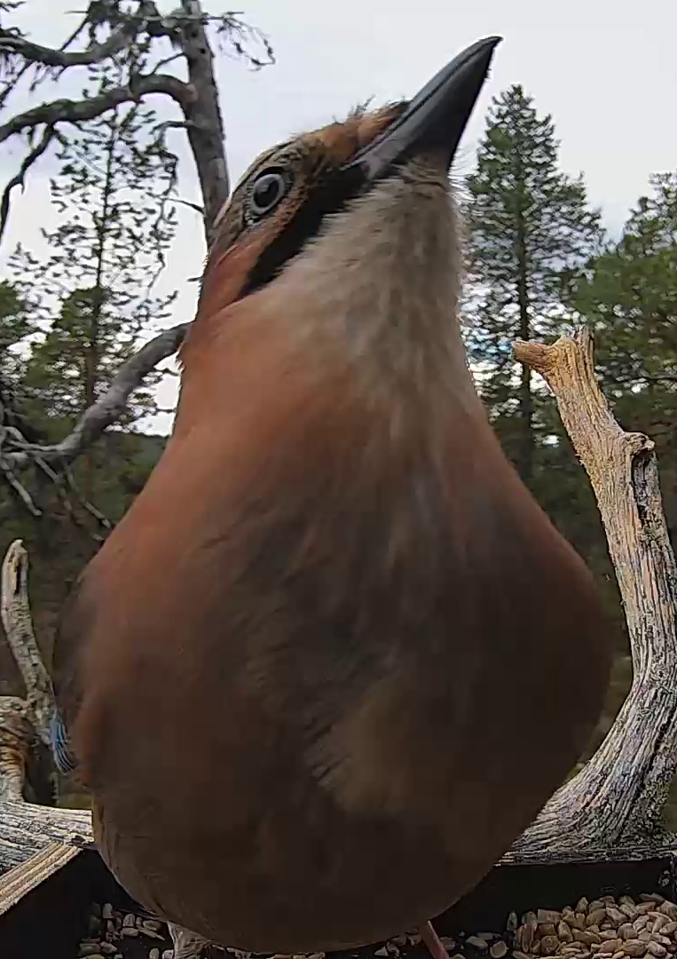 Best image of Eurasian jay