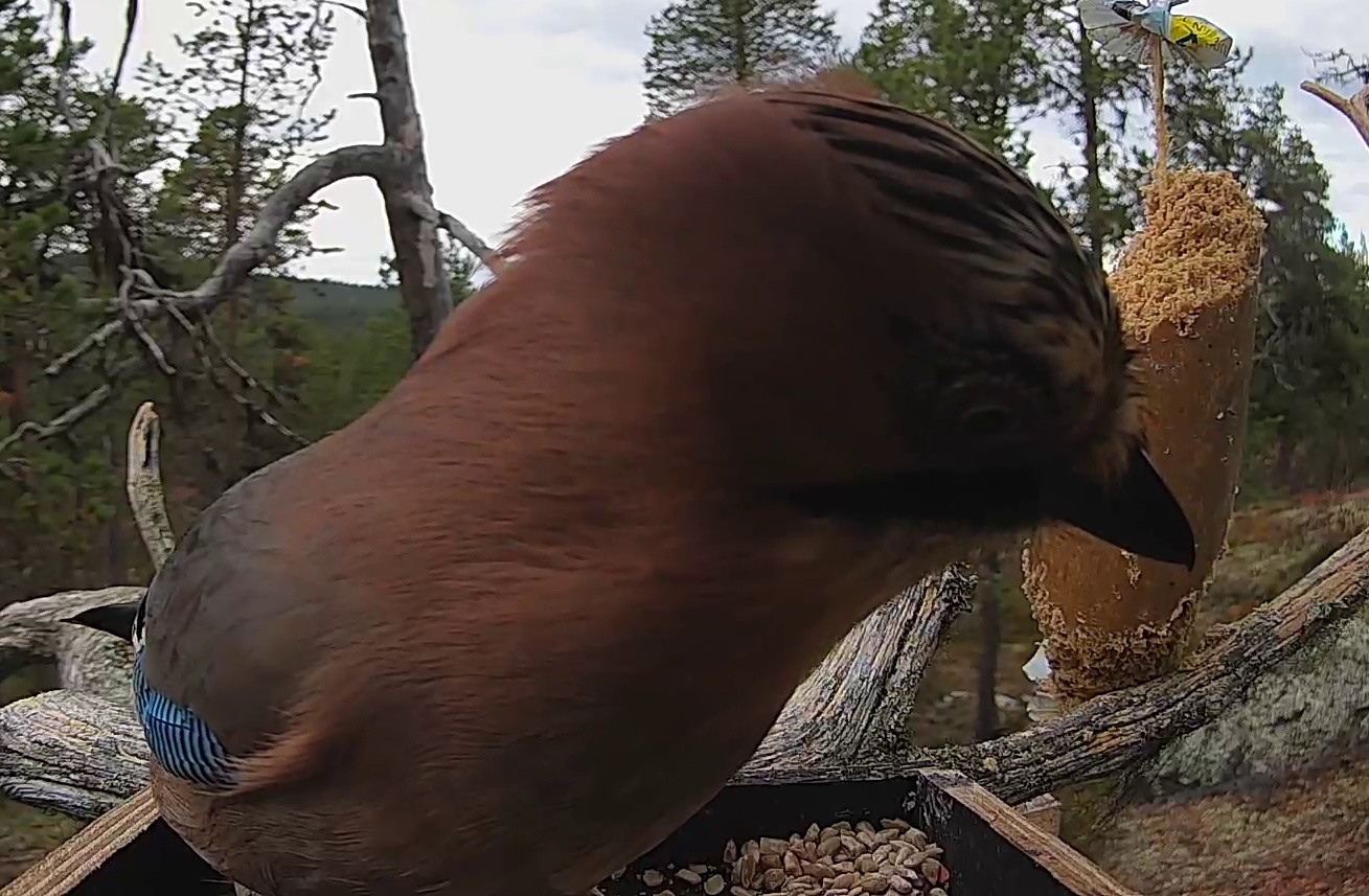 Best image of Eurasian jay