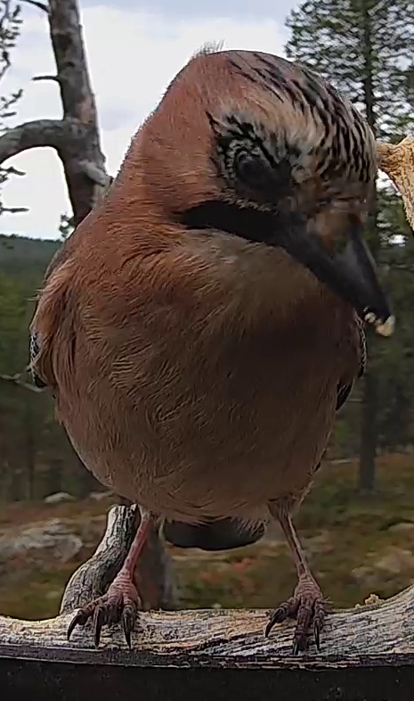 Best image of Eurasian jay
