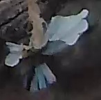 Best image of Azure tit