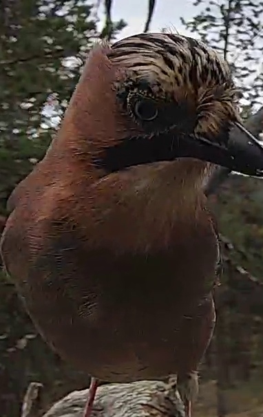 Best image of Eurasian jay
