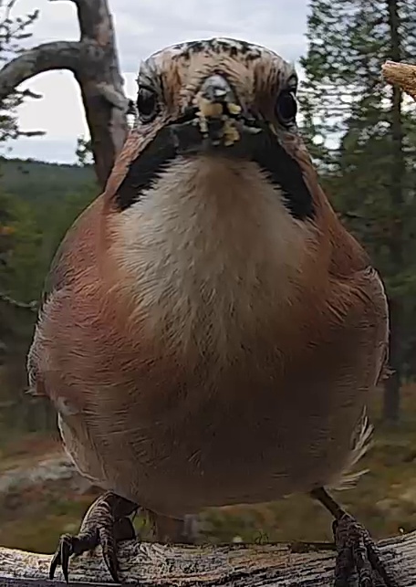 Best image of Eurasian jay