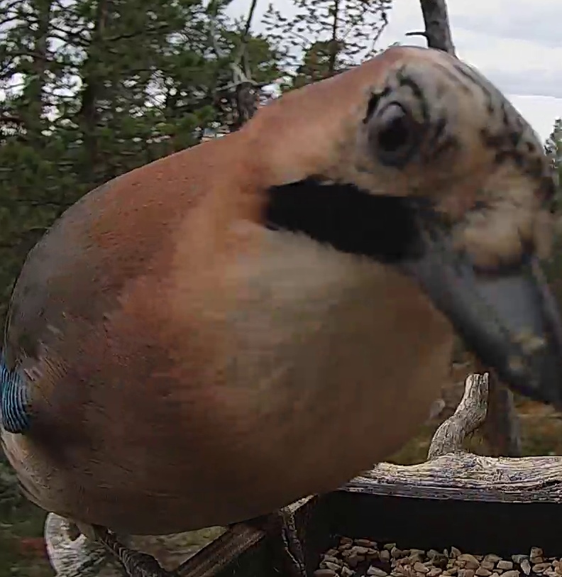 Best image of Eurasian jay