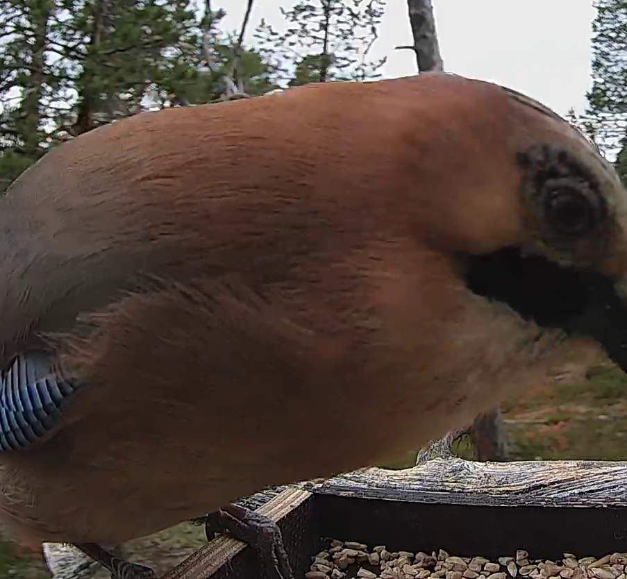 Best image of Eurasian jay