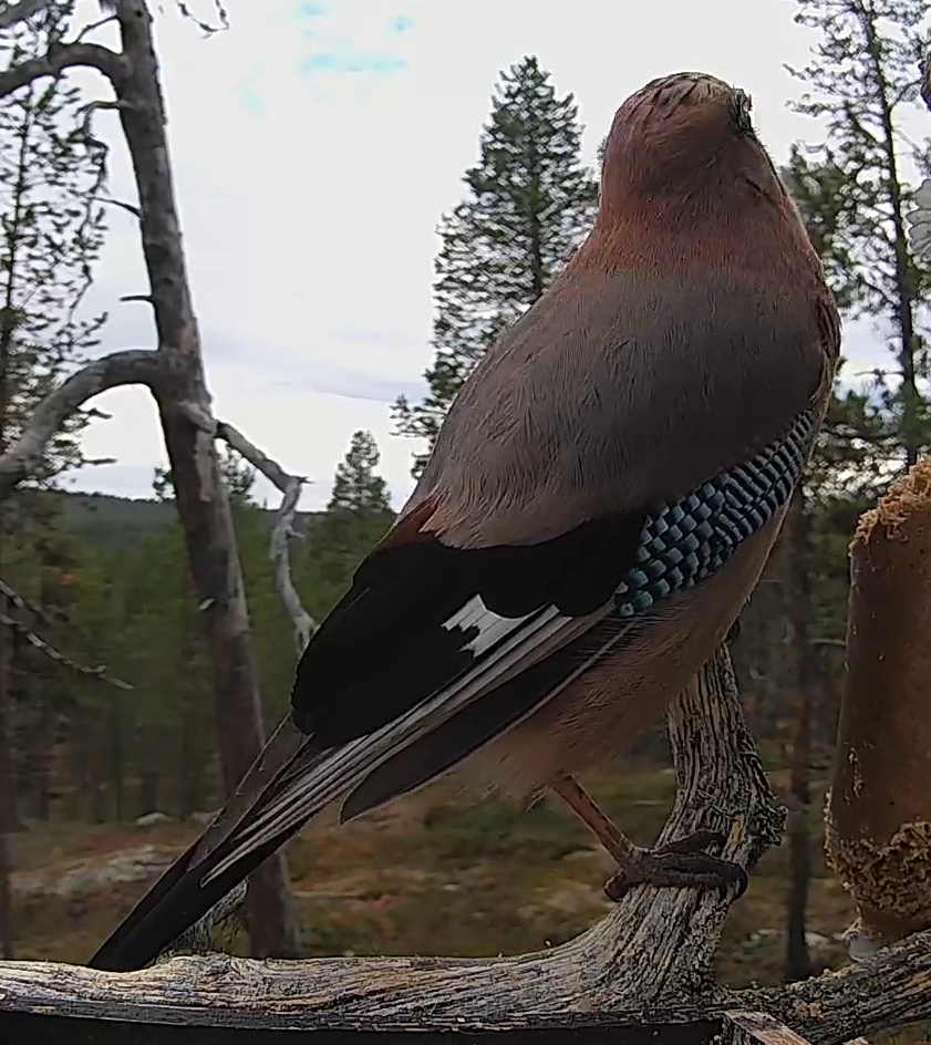 Best image of Eurasian jay