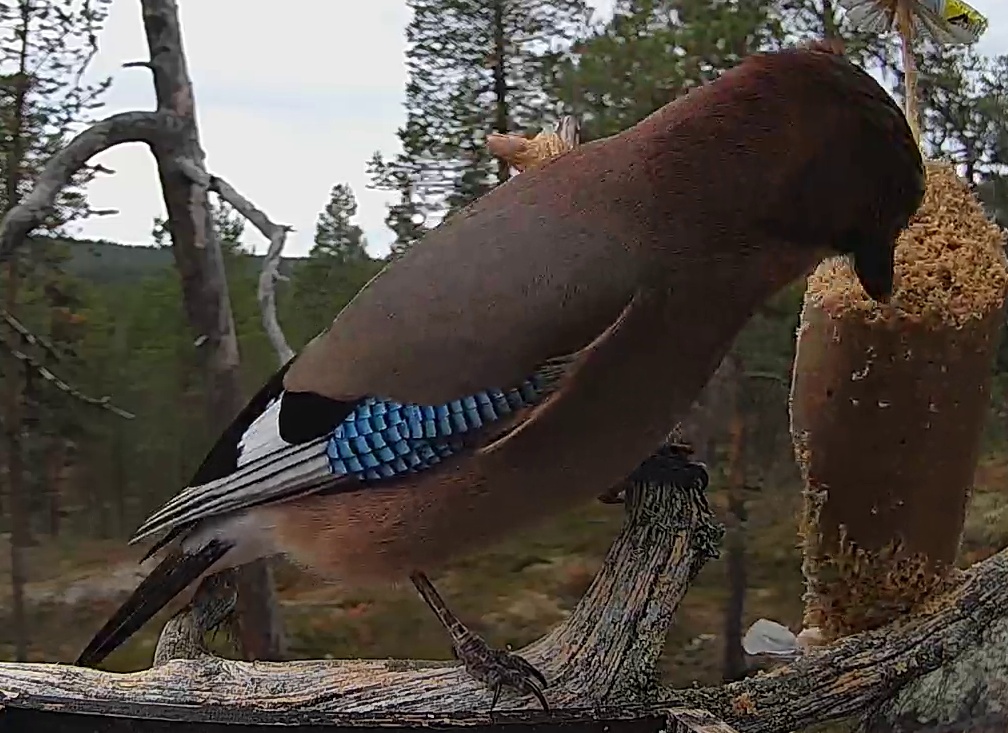 Best image of Eurasian jay