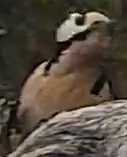Best image of Eurasian hoopoe