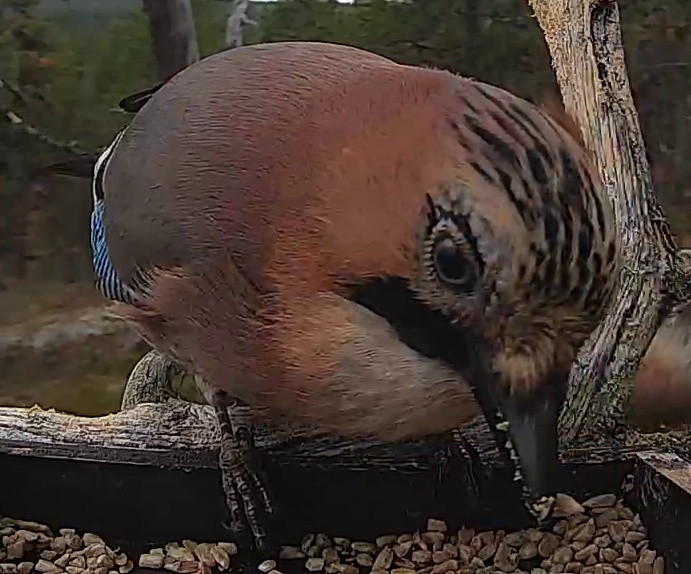 Best image of Eurasian jay