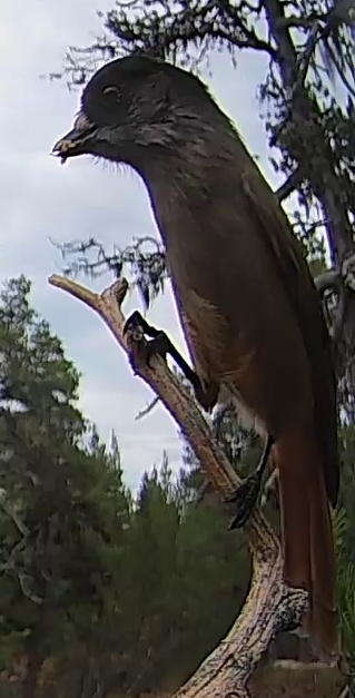 Best image of Siberian jay