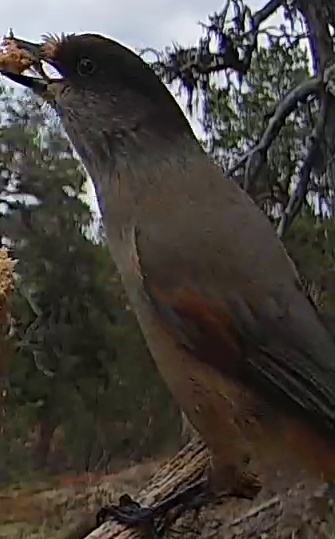 Best image of Siberian jay