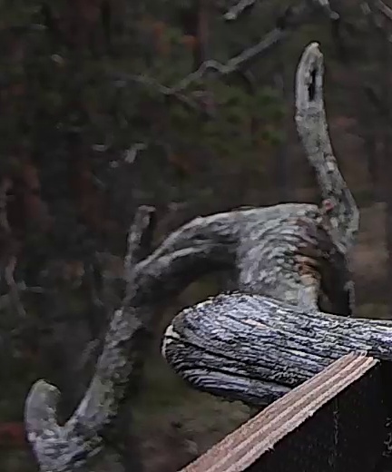 Best image of European nightjar