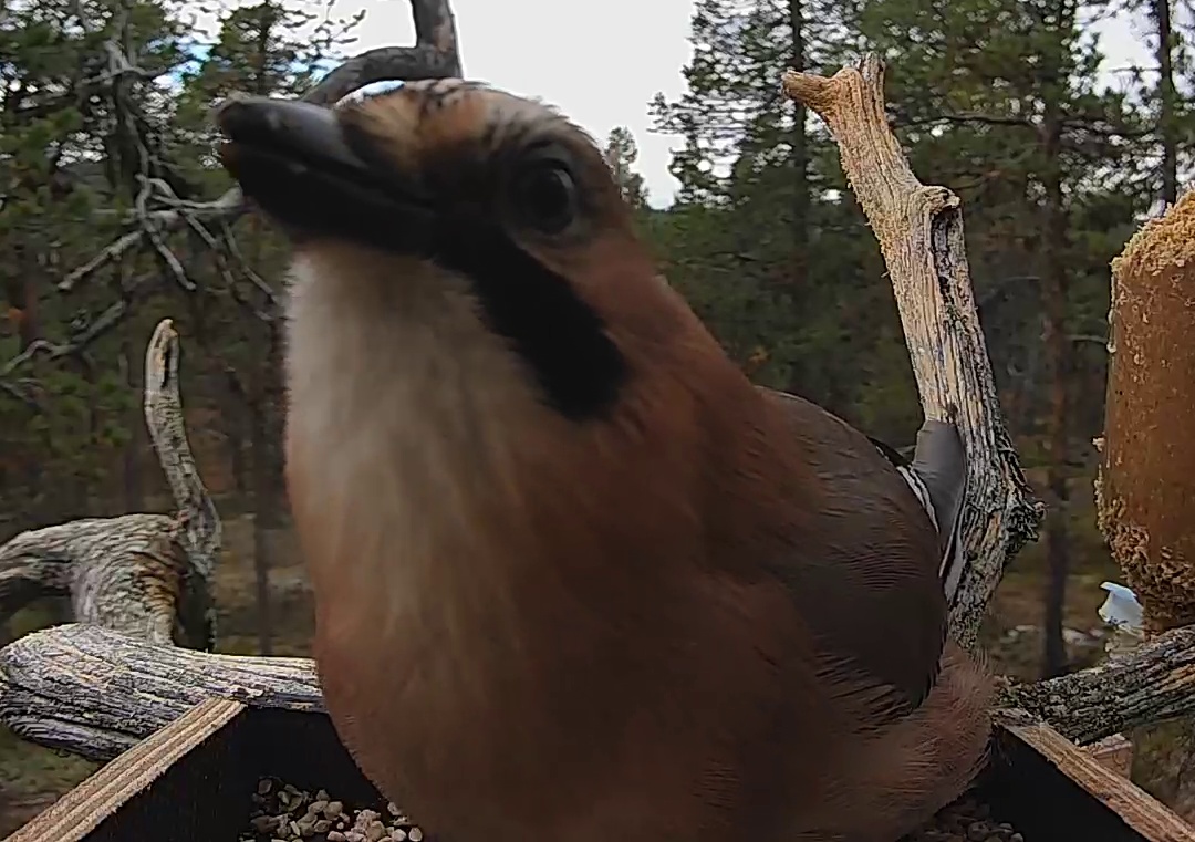 Best image of Eurasian jay