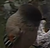 Best image of Eurasian hoopoe