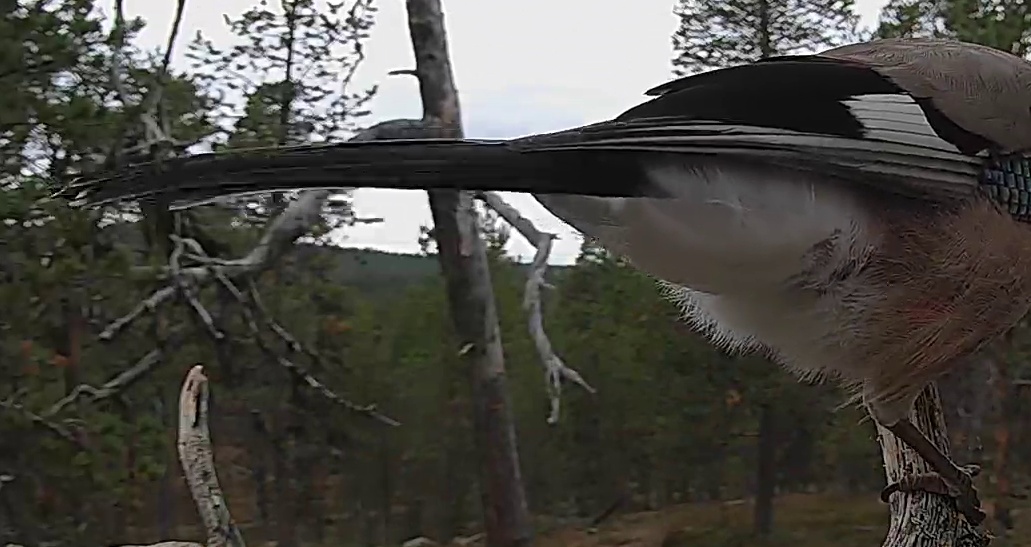 Best image of Eurasian jay