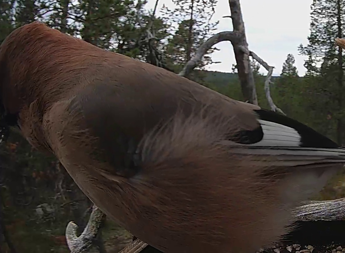 Best image of Eurasian jay