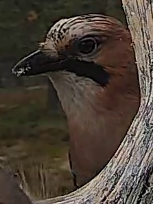 Best image of Eurasian jay