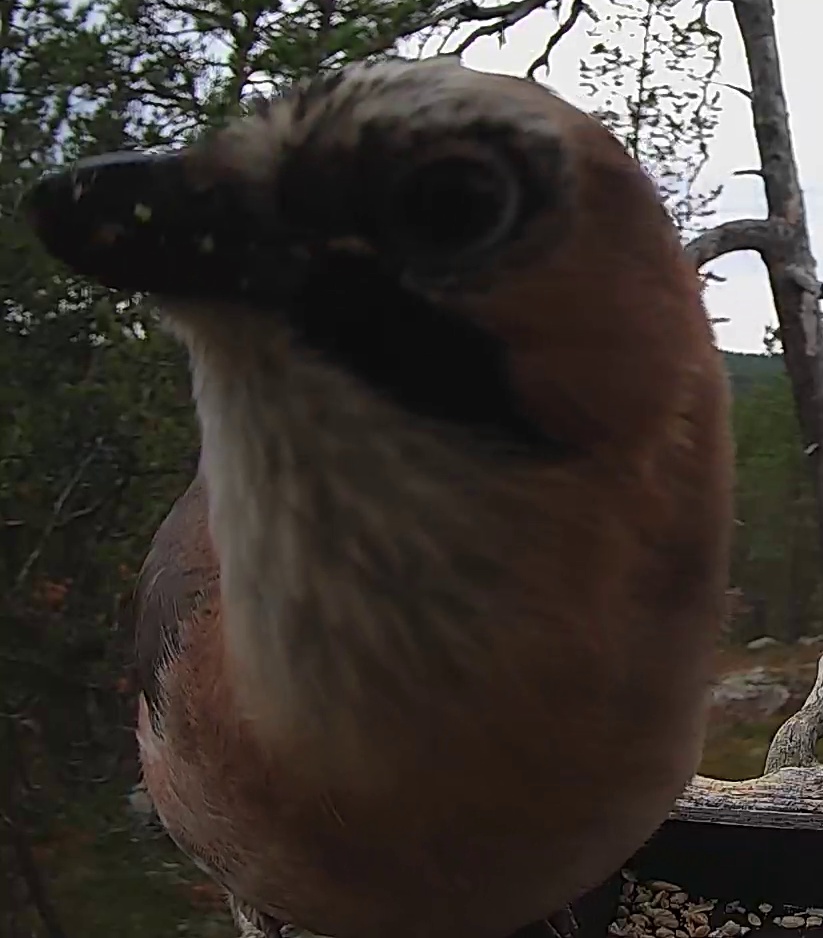 Best image of Eurasian jay