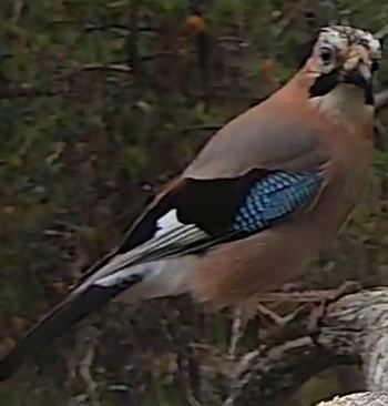 Best image of Eurasian jay