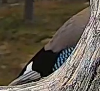 Best image of Eurasian jay