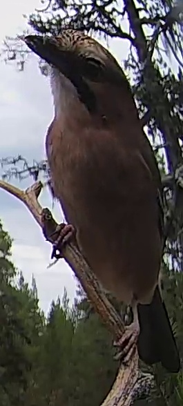 Best image of Eurasian jay