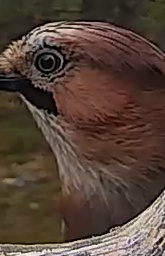 Best image of Eurasian jay