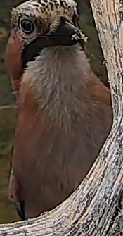 Best image of Eurasian jay