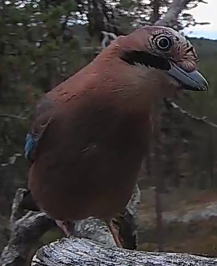 Best image of Eurasian jay