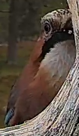 Best image of Eurasian jay
